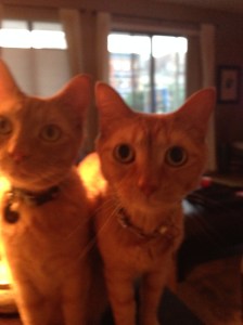 worldcatday